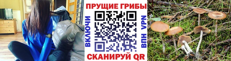 Псилоцибиновые грибы Psilocybine cubensis  KRAKEN ссылка  Гусев 